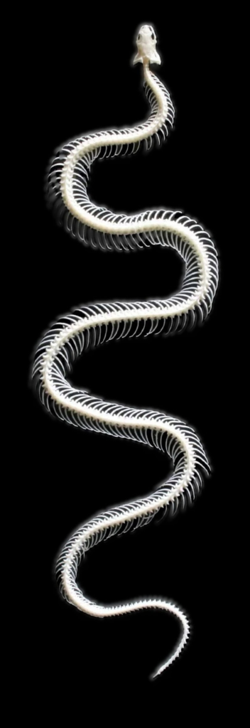 snake sckleton